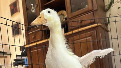Meet Rudy: A smart duckling who aided her own rescue in a Brooklyn park by chasing humans every day
