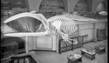 East Hampton Historical Society to Host Bringing the ‘Monster’ to Manhattan