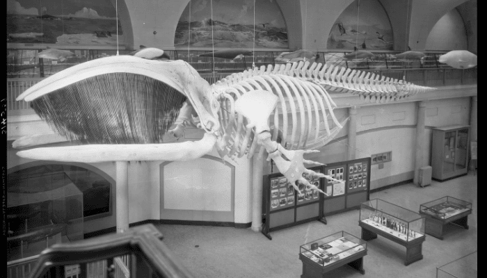 East Hampton Historical Society to Host Bringing the ‘Monster’ to Manhattan