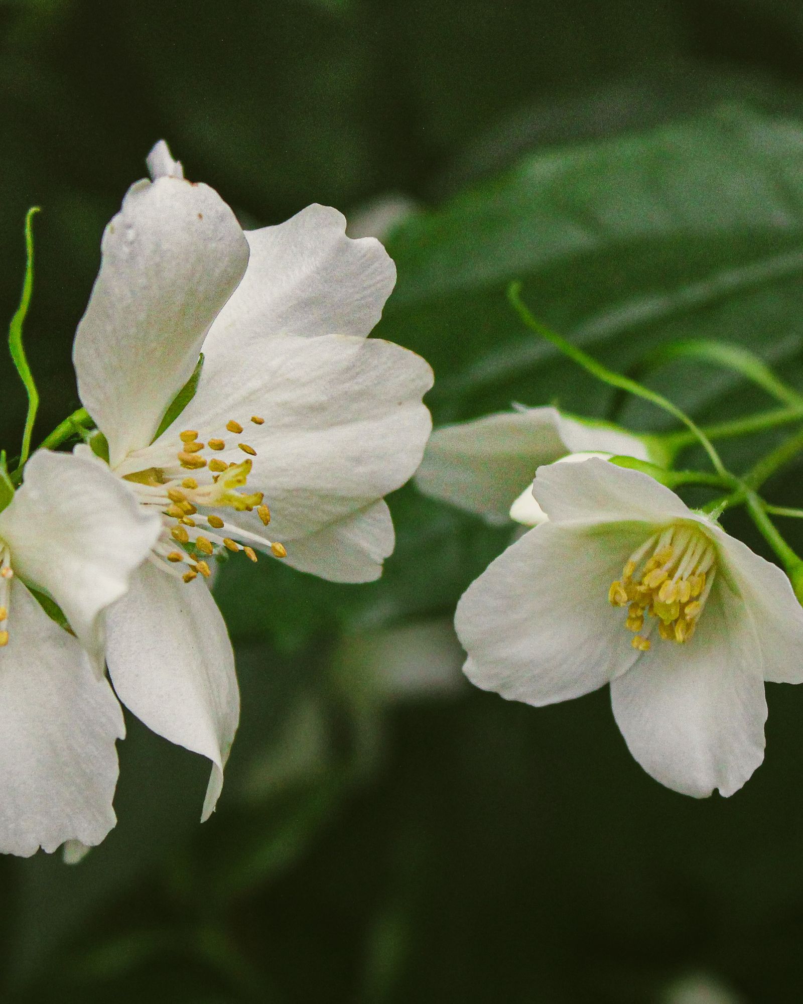 Image may contain Plant Pollen Flower Petal Anemone Geranium Rose and Anther