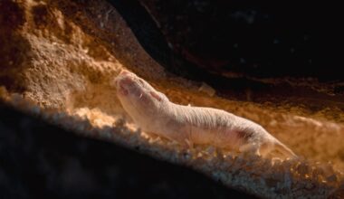 Naked Mole-Rat Queens Release a Chemical to Stop Other Females From Reproducing