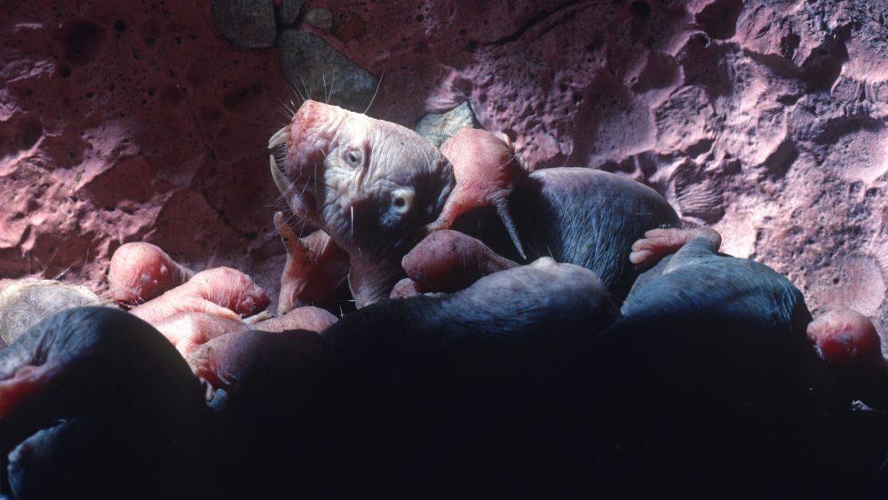 How naked mole-rat queens keep an entire colony infertile