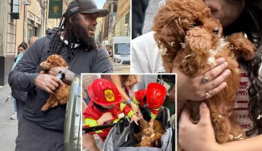 Midtown's black-market puppy mill bigger despite 911 calls