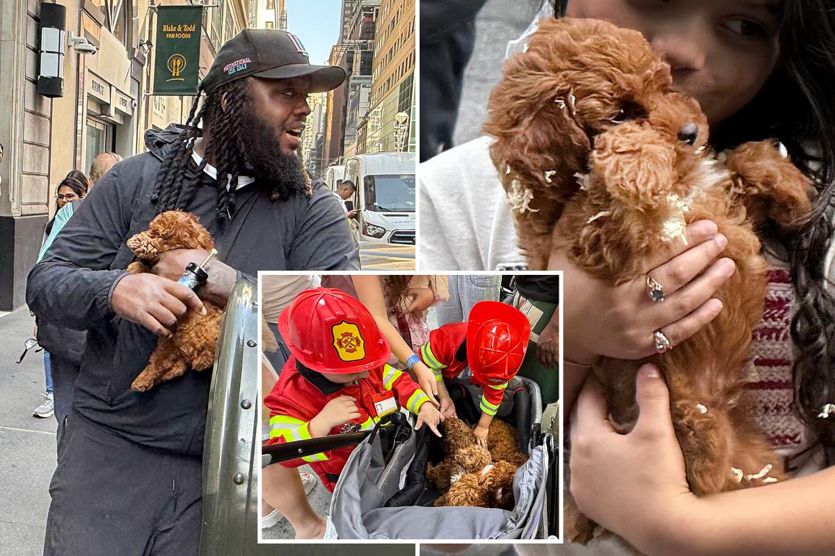 Midtown's black-market puppy mill bigger despite 911 calls