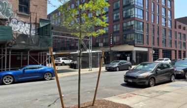 Williamsburg and Greenpoint Get More Than 300 New Street Trees