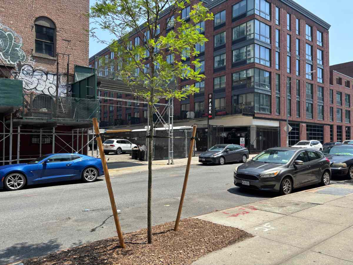 Williamsburg and Greenpoint Get More Than 300 New Street Trees