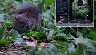 NYC nabe sees 37% surge in rat sightings in 2026 – even as reports dip citywide