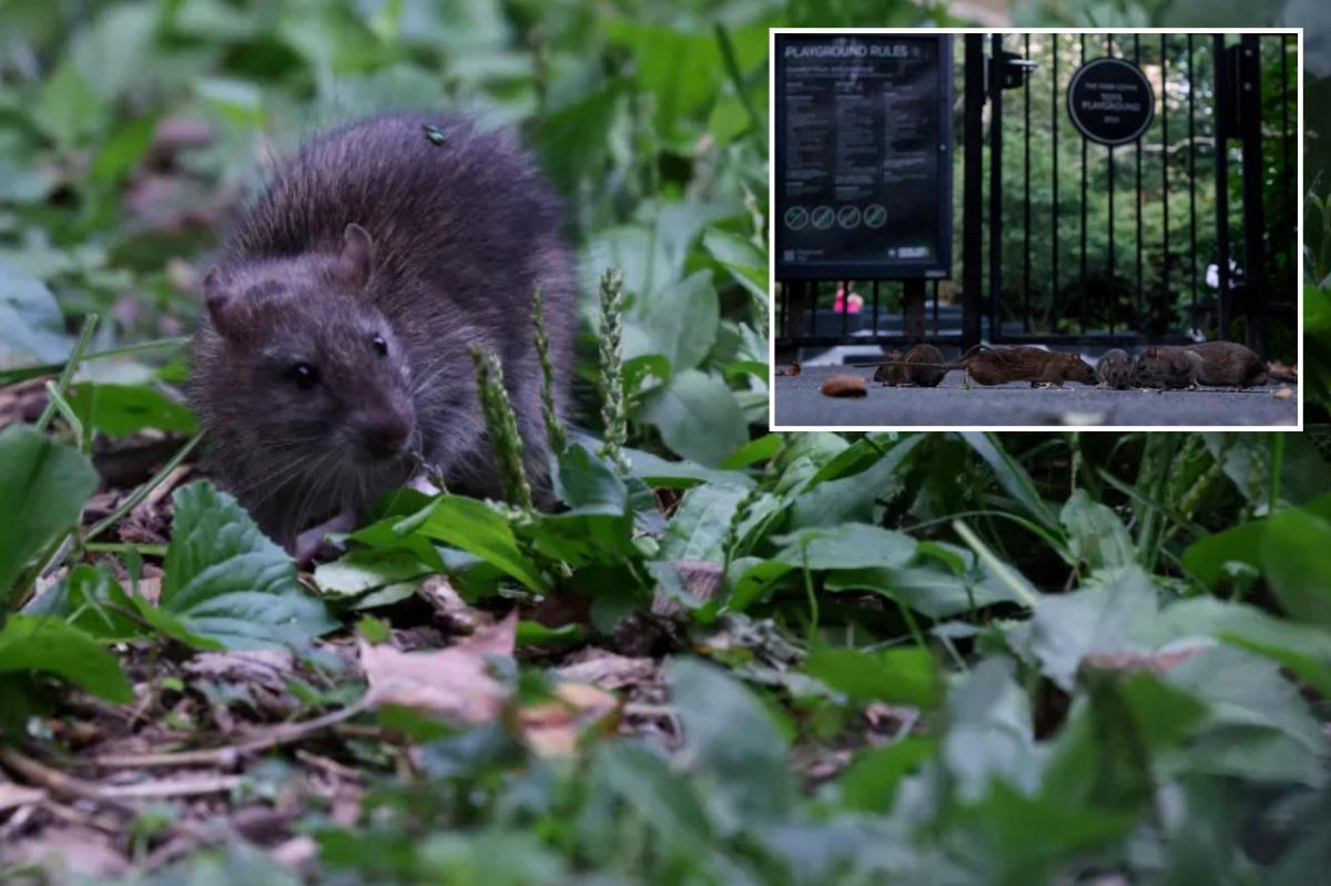 NYC nabe sees 37% surge in rat sightings in 2026 – even as reports dip citywide