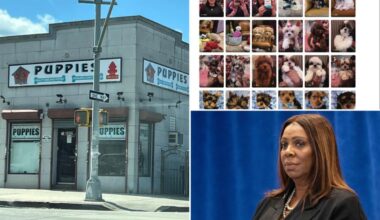 NYC pet store sold 'hundreds' of illegal puppy-mill pups