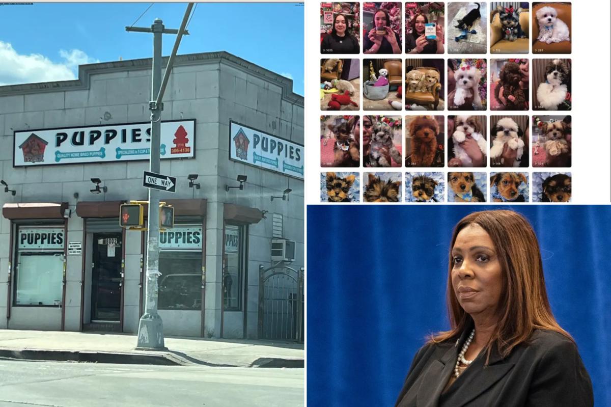 NYC pet store sold 'hundreds' of illegal puppy-mill pups