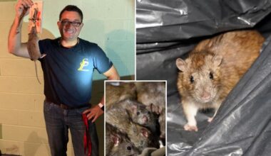 Here's how to keep NYC rats at bay