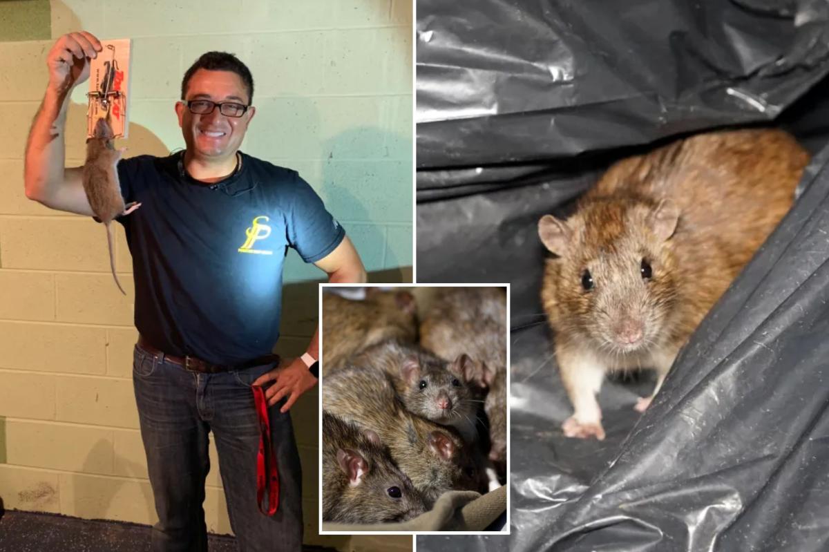 Here's how to keep NYC rats at bay