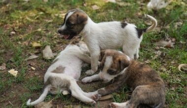 NY AG Sues Brooklyn Pet Store Over Alleged Illegal Puppy Sales – Finger Lakes Daily News