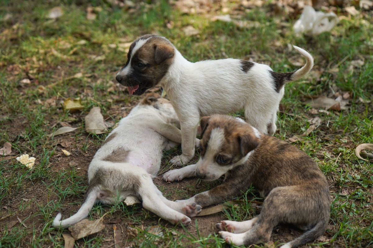 NY AG Sues Brooklyn Pet Store Over Alleged Illegal Puppy Sales – Finger Lakes Daily News
