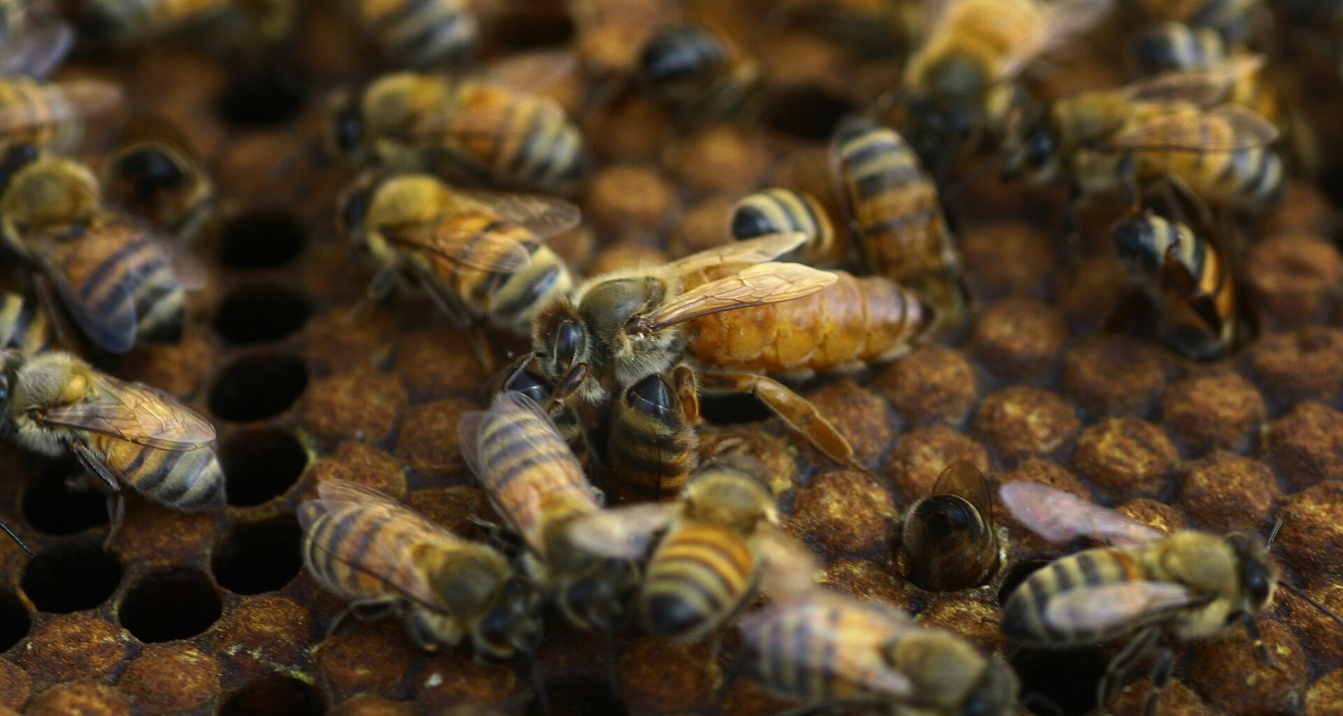 pictures shows bees apiary near central Gaza