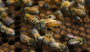 pictures shows bees apiary near central Gaza