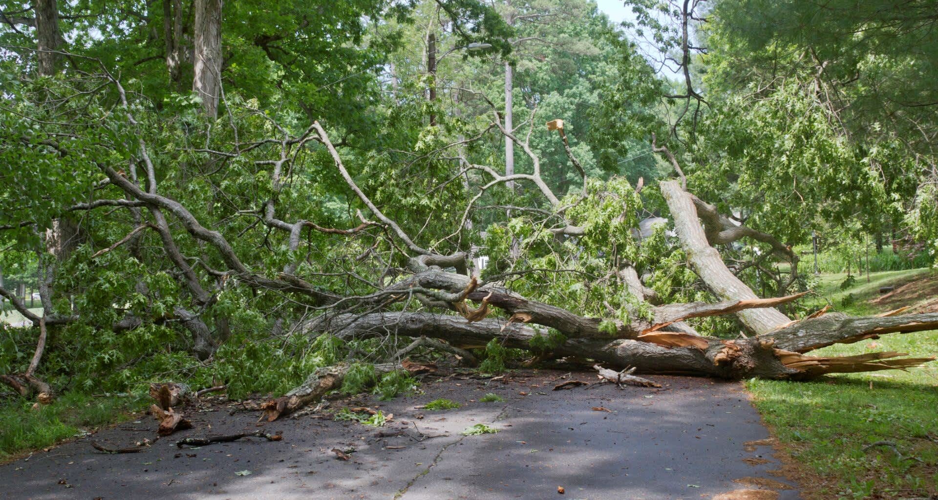 A tree in the middle of a road.