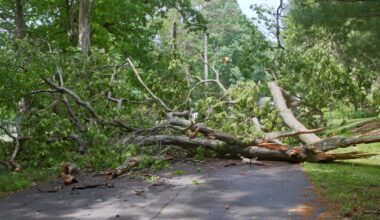 A tree in the middle of a road.