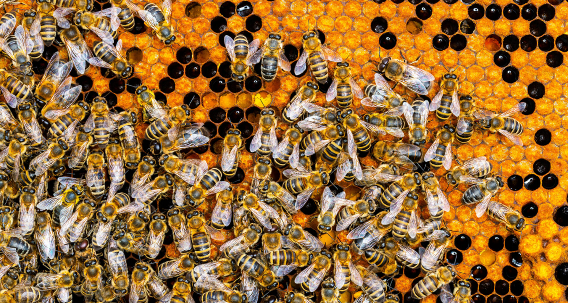 Honeybee queens offload pesticides into their eggs to survive