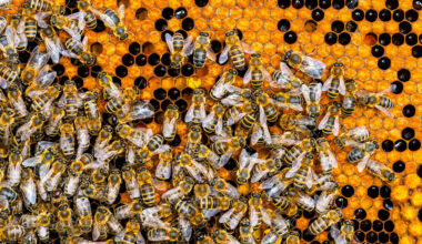 Honeybee queens offload pesticides into their eggs to survive