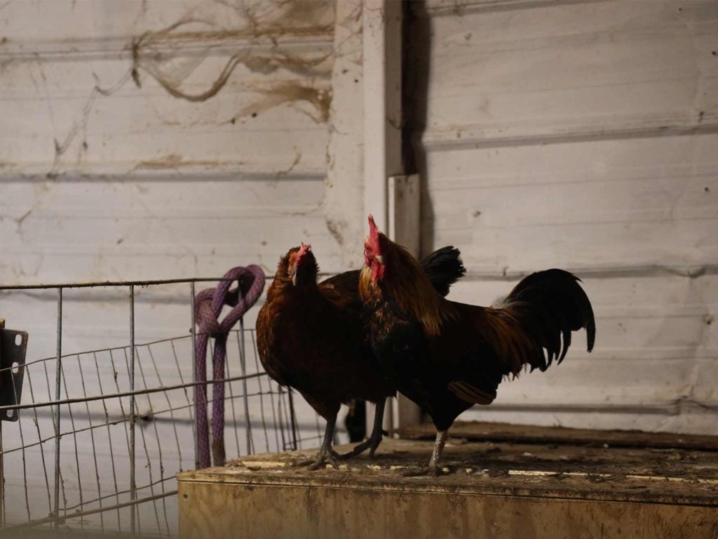 A hen and rooster stand near each other behind a wire fence.