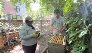 Brooklyn beekeeping program helps people with disabilities build skills, community and confidence