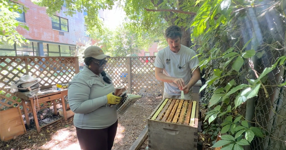 Brooklyn beekeeping program helps people with disabilities build skills, community and confidence
