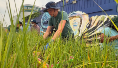 Brooklyn mini marsh project uses native mussels, greenery to clean polluted waterway