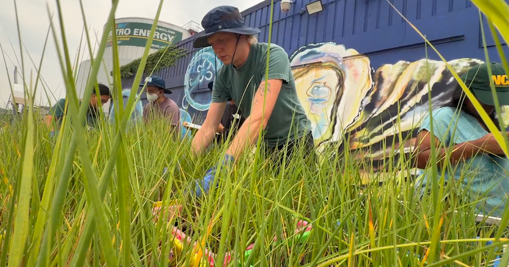 Brooklyn mini marsh project uses native mussels, greenery to clean polluted waterway
