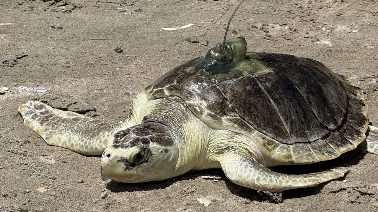 Pancake the Sea Turtle