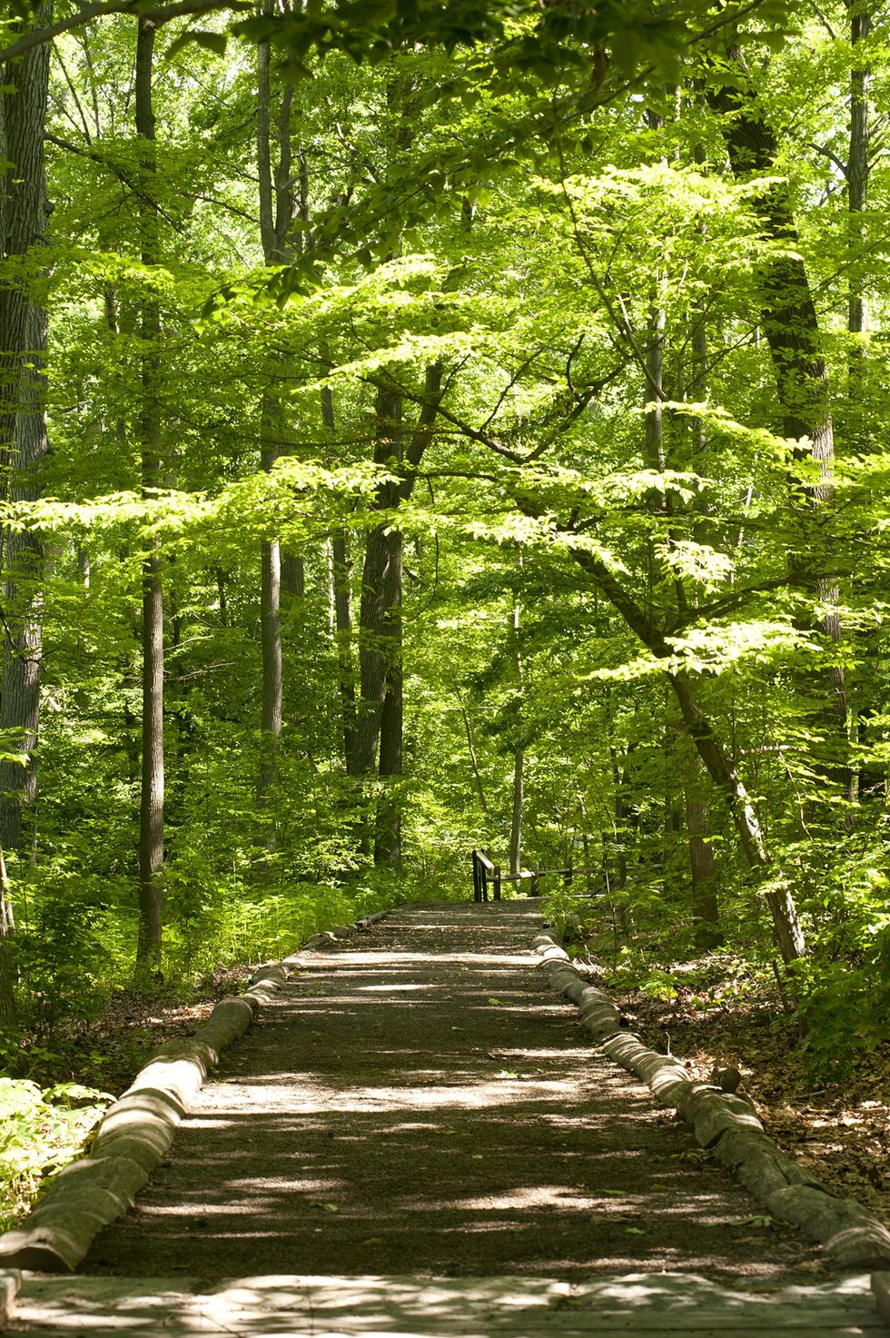 Shaded forest path surrounded by lush greenery and tall trees.