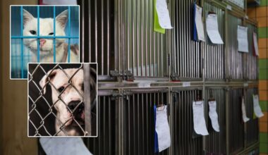 Pets face NYC housing crisis as animal shelters near capacity
