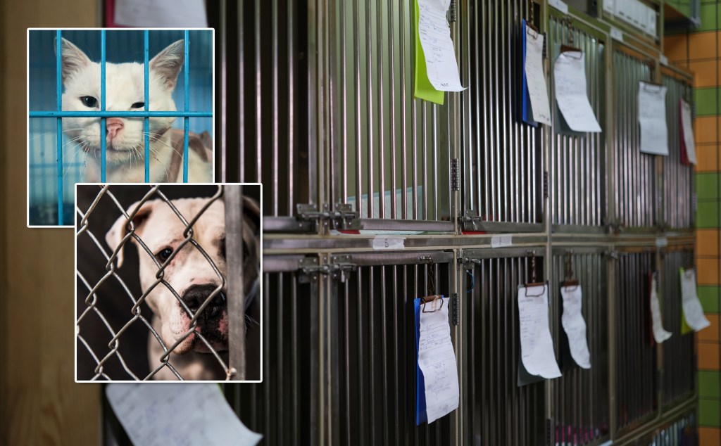 Pets face NYC housing crisis as animal shelters near capacity