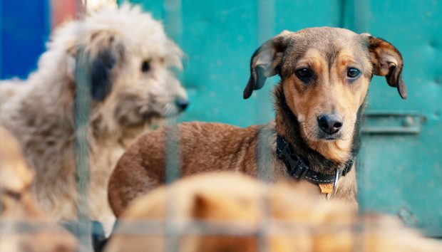 Animal Care Centers of NYC, the city's largest animal shelter, is running out of space and is so close to capacity that it is making cuddly cats and dogs available for just $25. (Shutterstock)
