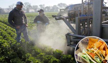 Tainted Taco Bell lettuce ID'd as potential source of 'explosive diarrhea' parasite, cyclosporiasis: report