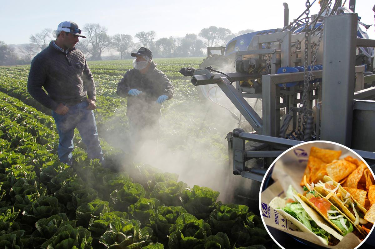 Tainted Taco Bell lettuce ID'd as potential source of 'explosive diarrhea' parasite, cyclosporiasis: report