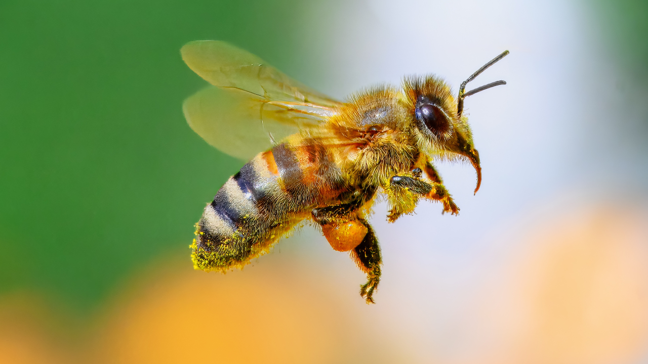 Why do queens have a longer lifespan despite having so many babies