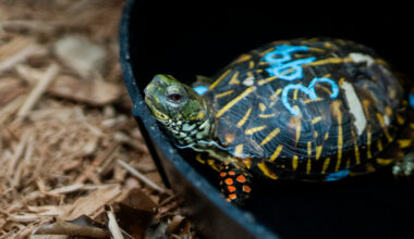 Smuggled Turtles Saved at J.F.K. Are Recovering in the Bronx