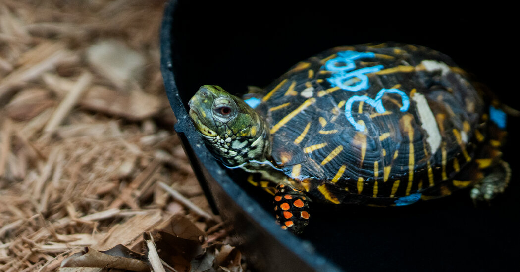 Smuggled Turtles Saved at J.F.K. Are Recovering in the Bronx