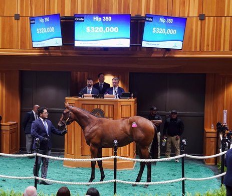 Hip 350, 2026 Fasig-Tipton New York Bred Sale