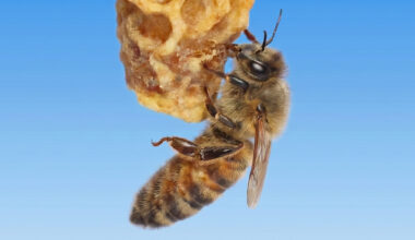 A honeybee grips a lump of pale, irregular wax that hangs against a clear blue sky.