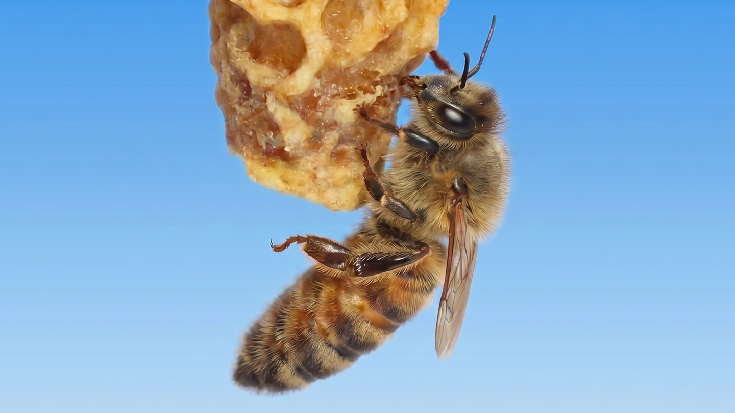 A honeybee grips a lump of pale, irregular wax that hangs against a clear blue sky.