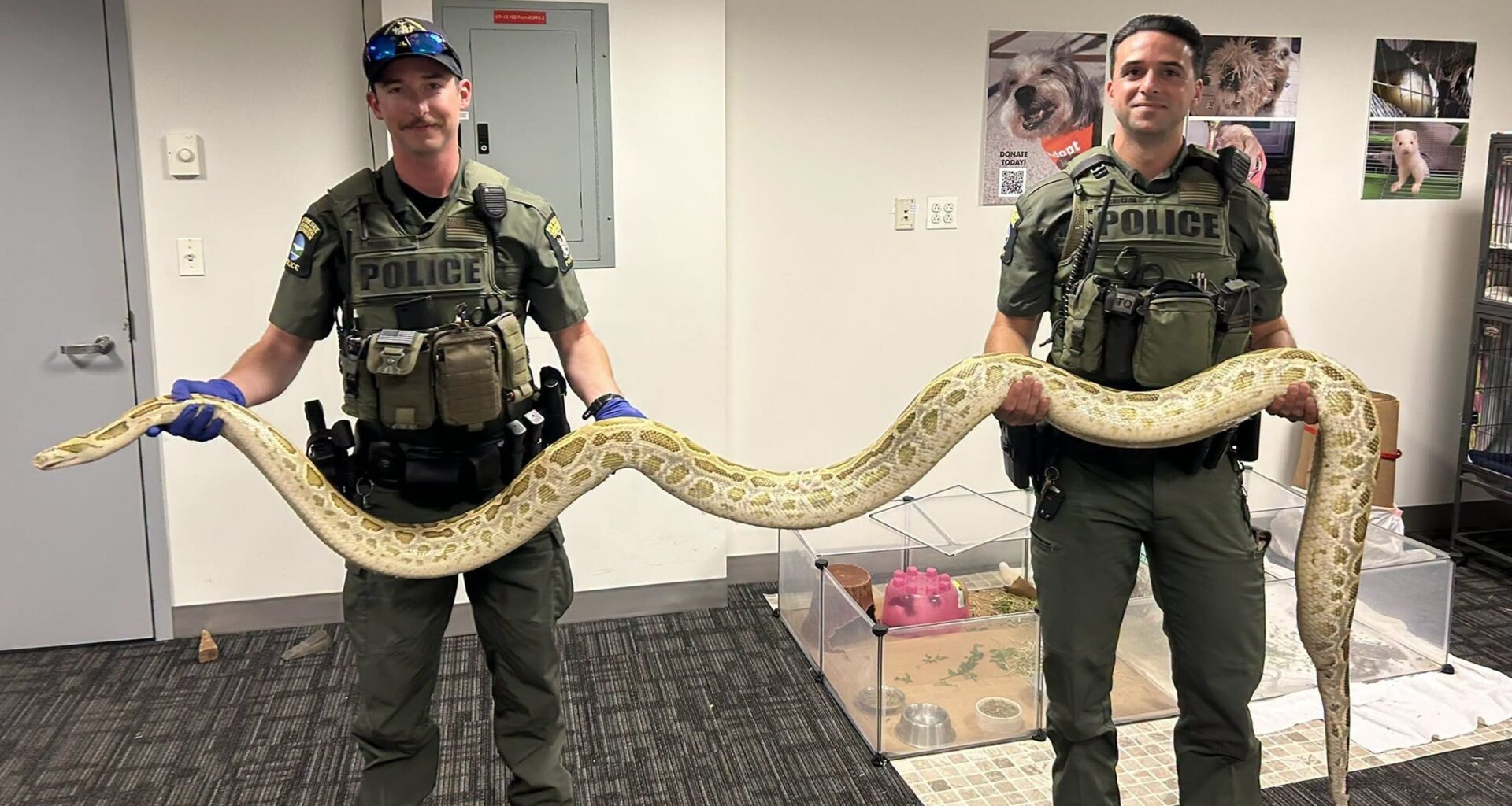 Officers seize super-sized illegal snake near Coney Island boardwalk
