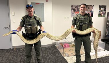 Officers seize super-sized illegal snake near Coney Island boardwalk