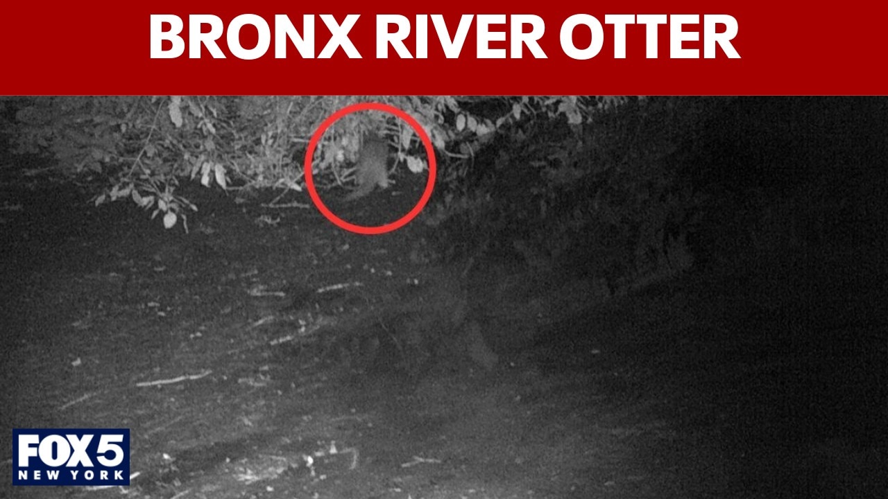 Wild river otter spotted in Bronx for 1st time in 100 years