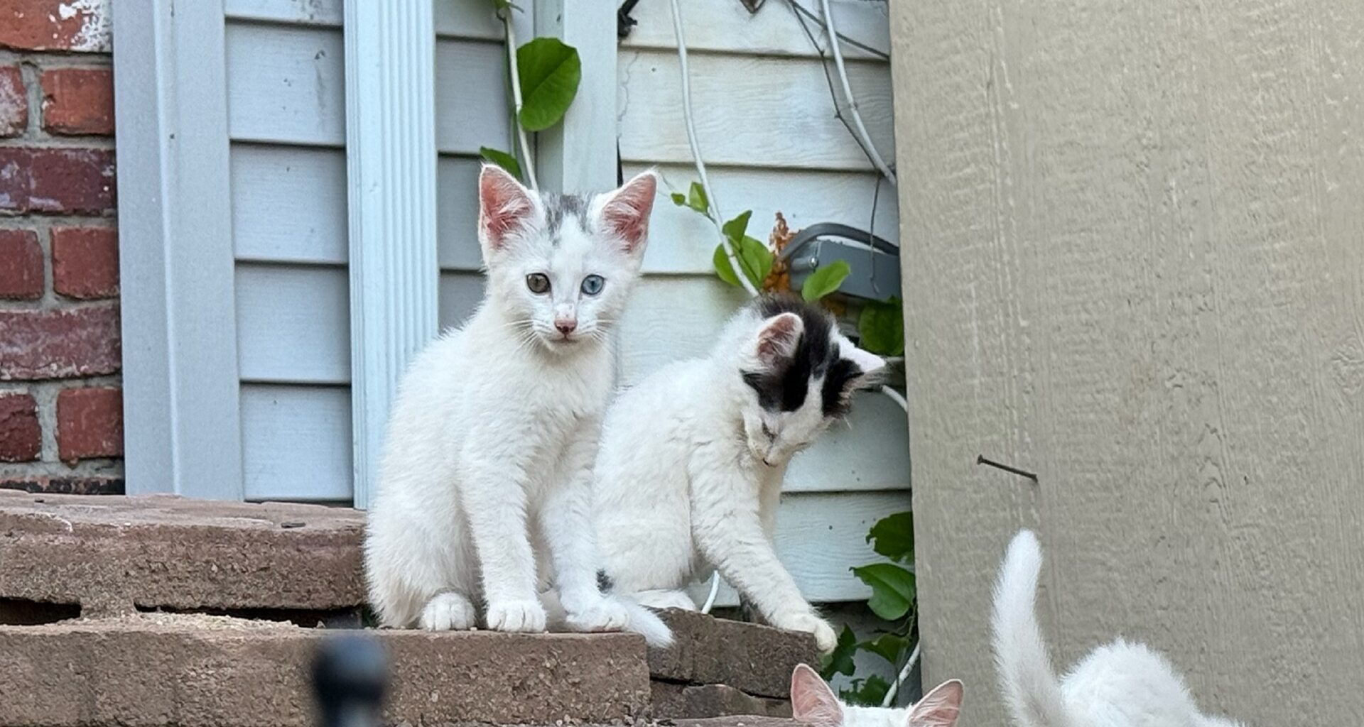 Some free-roaming cats in New York City are parasite “super-shedders,” study shows