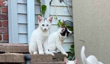 Some free-roaming cats in New York City are parasite “super-shedders,” study shows