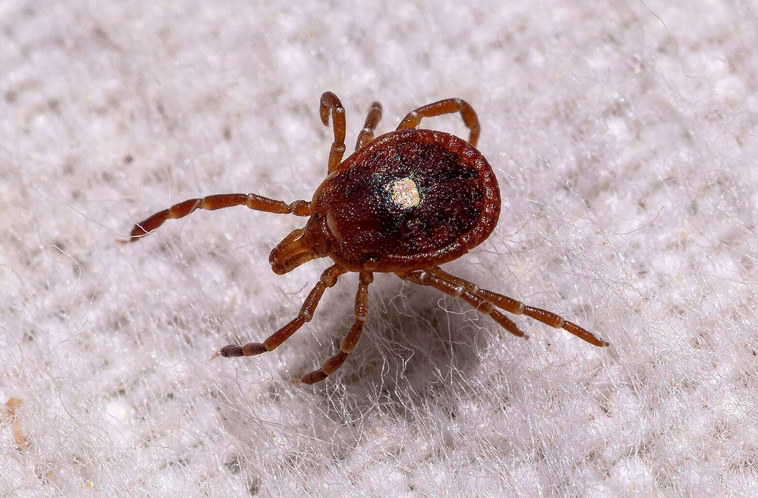 Ticks in NYC are a problem now. Here’s why.