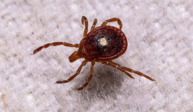 Ticks in NYC are a problem now. Here’s why.