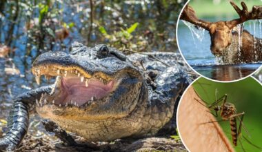 Animals most likely to kill you in your state